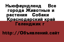 Ньюфаундленд  - Все города Животные и растения » Собаки   . Краснодарский край,Геленджик г.